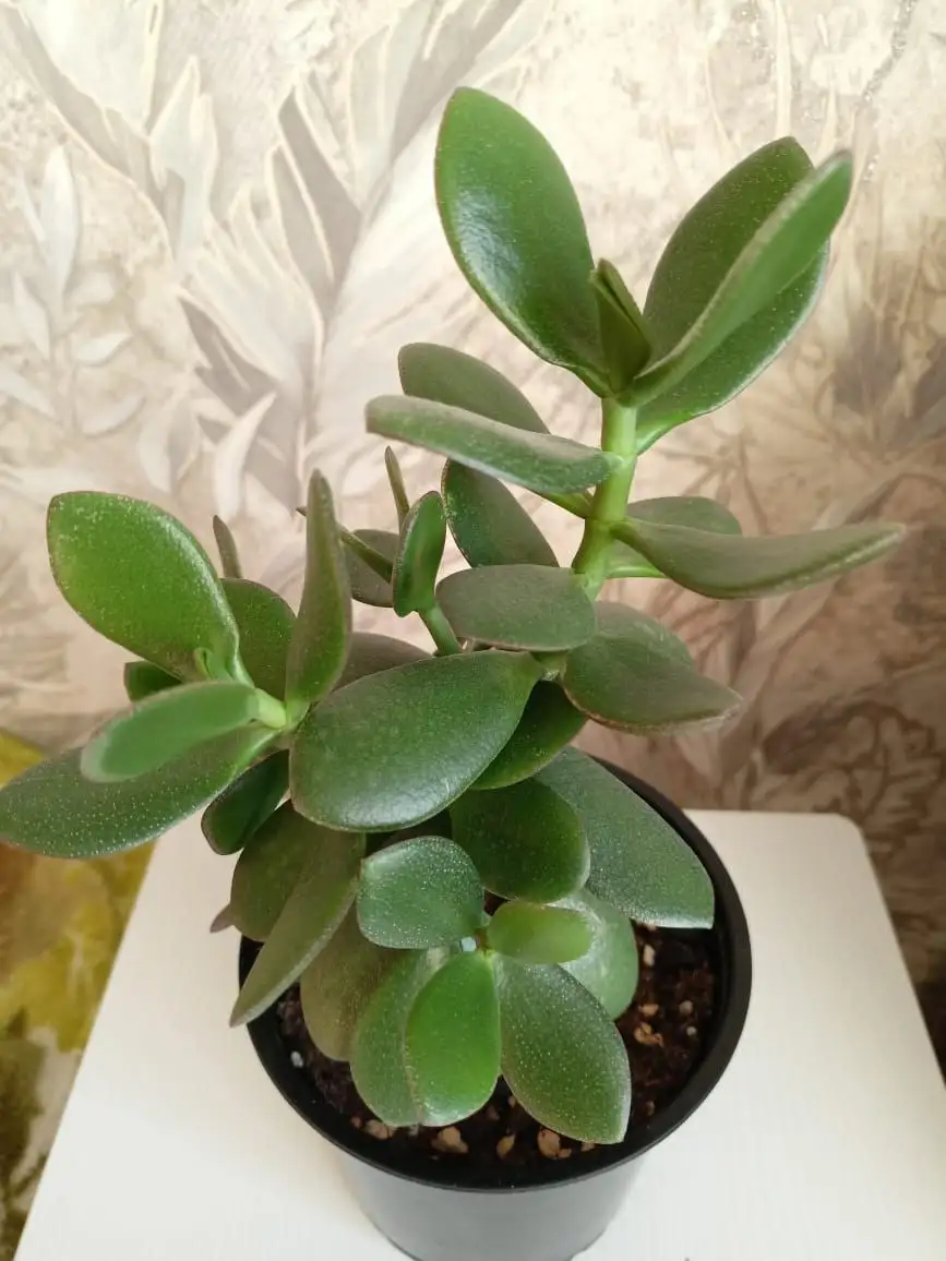 Продам Толстянку (денежное дерево) - Растения (Животные) в Владивосток