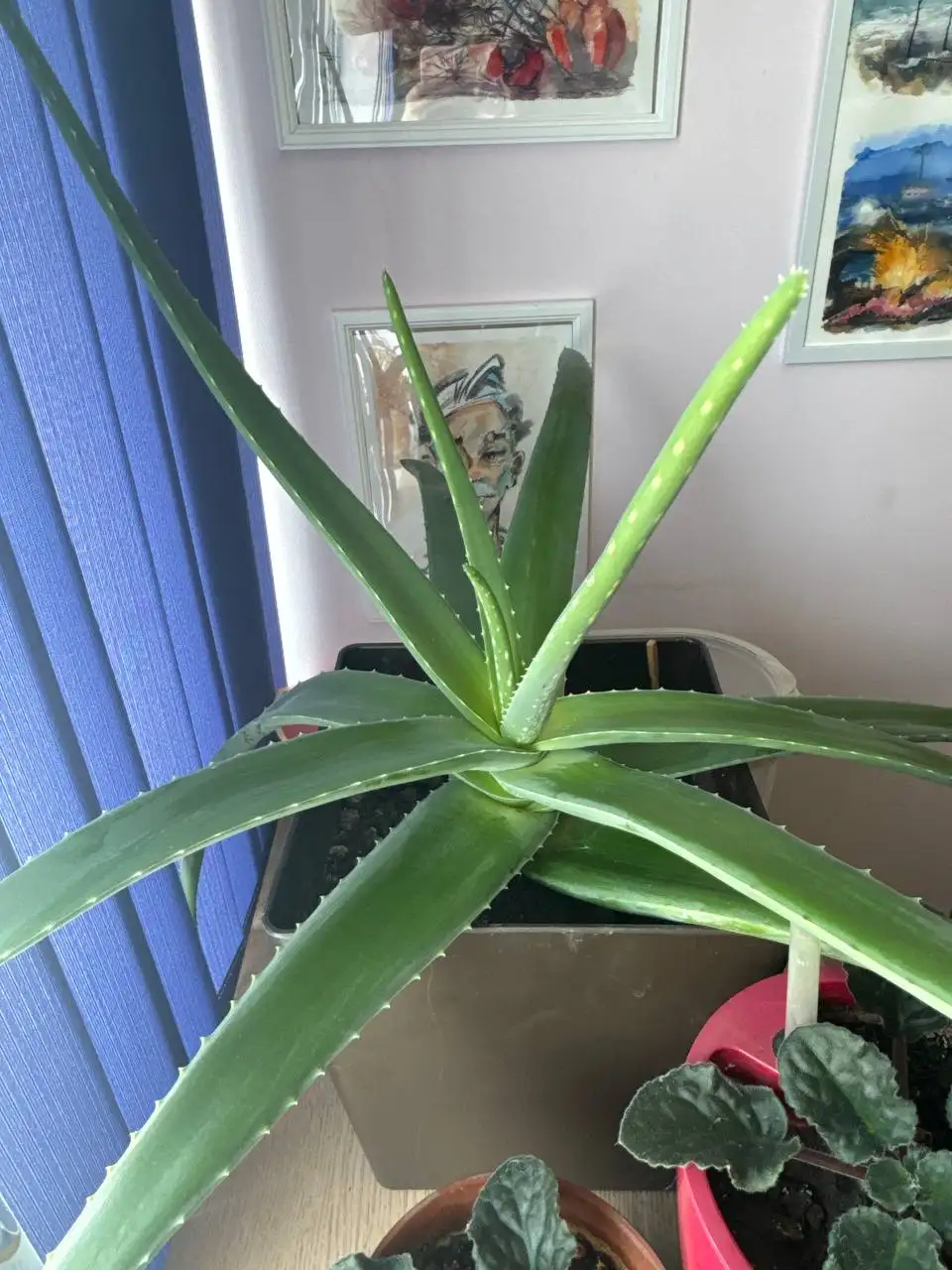 Продам взрослый алоэ с горшком - Комнатные растения (Хобби и отдых) в Владивосток
