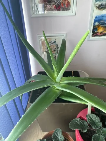 Продам взрослый алоэ с горшком - Творчество в Владивосток