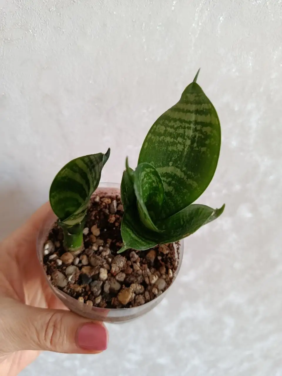 Отдам бесплатно деток сансевиерии - Растения (Хобби и отдых) в Владивосток