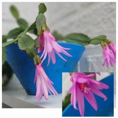 Шлюмбергера нежнейшая - цветок для домашней атмосферы - Спорт и активный отдых в Владивосток