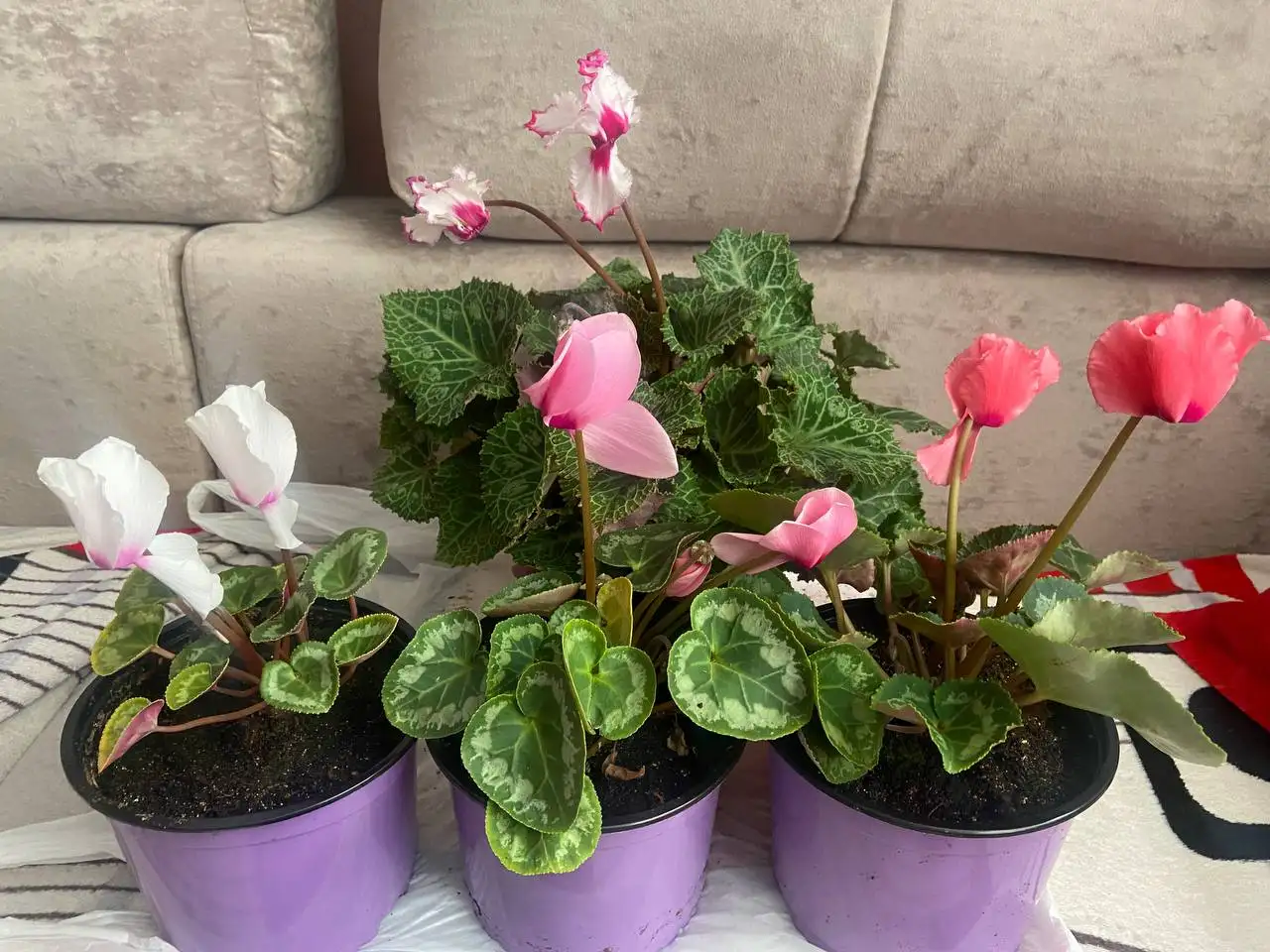 Цикламены на продажу - Растения (Хобби и отдых) в Владивосток