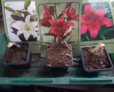 Лилии луковицы в горшках - Барахолка в Владивосток