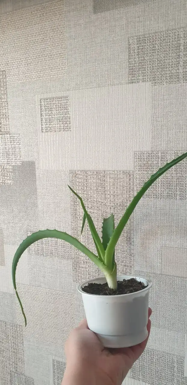 Укорененный алоэ - Растения (Хобби и отдых) в Владивосток