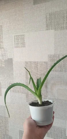 Укорененный алоэ - Пневматическое оружие в Владивосток