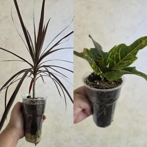 Продажа кротона и драцены - частное объявление в Уссурийск