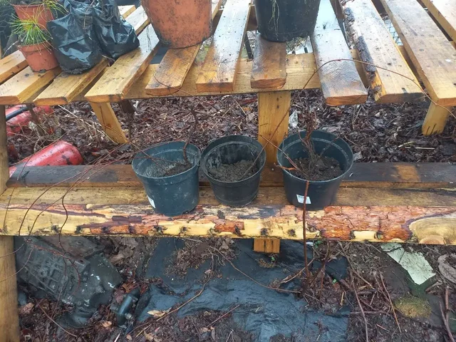 Молодые саженцы лимонника с материнского растения - частное объявление в Владивосток