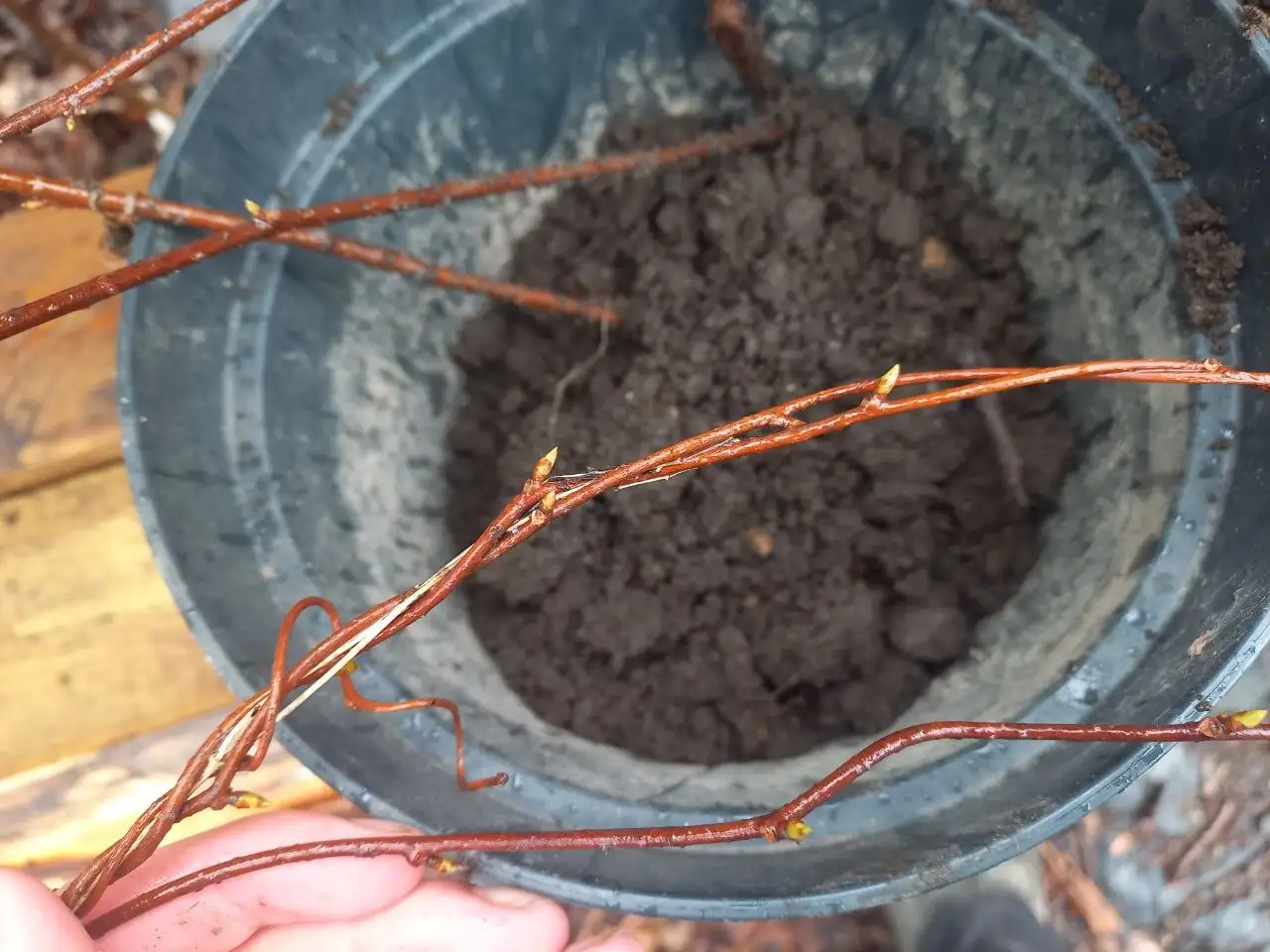 Молодые саженцы лимонника с материнского растения - Саженцы (Для дома и дачи) в Владивосток