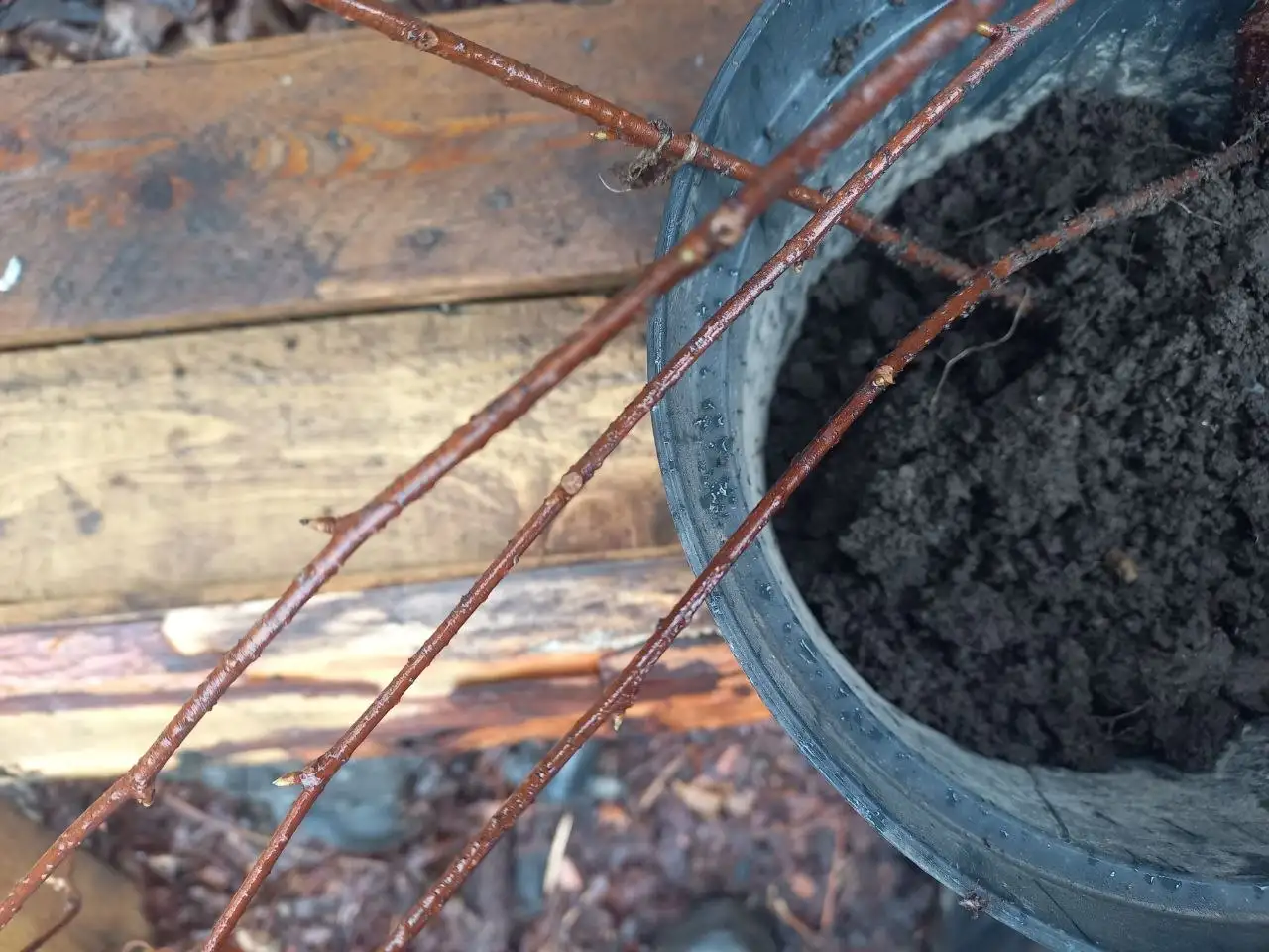 Молодые саженцы лимонника с материнского растения - Саженцы (Для дома и дачи) в Владивосток