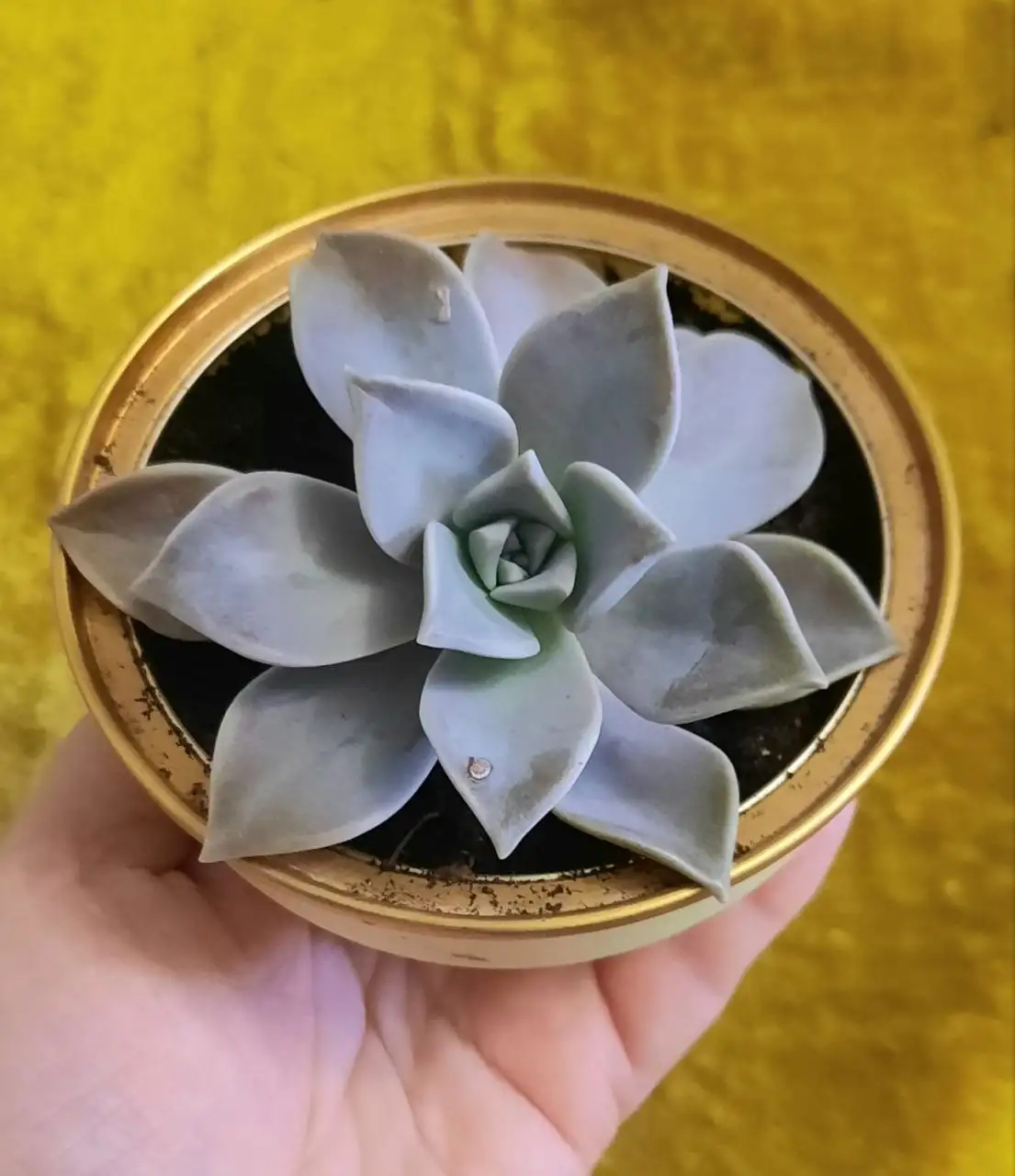 Эхеверия Колората суккулент - Растения (Хобби и отдых) в Владивосток