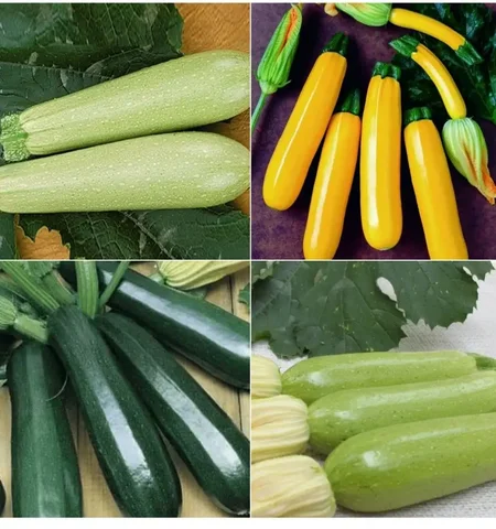 Продажа семян кустовых кабачков - Для дома и дачи в Арсеньев