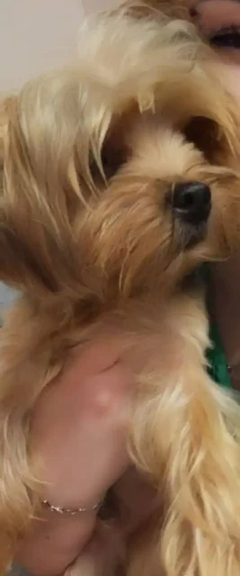 Продажа щенка Йорка по кличке Йося - частное объявление в Севастополь