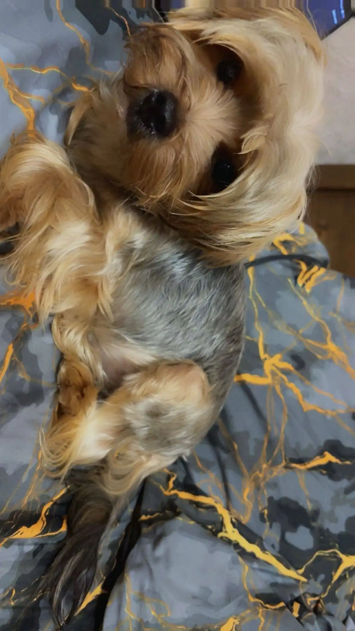 Продажа щенка Йорка по кличке Йося