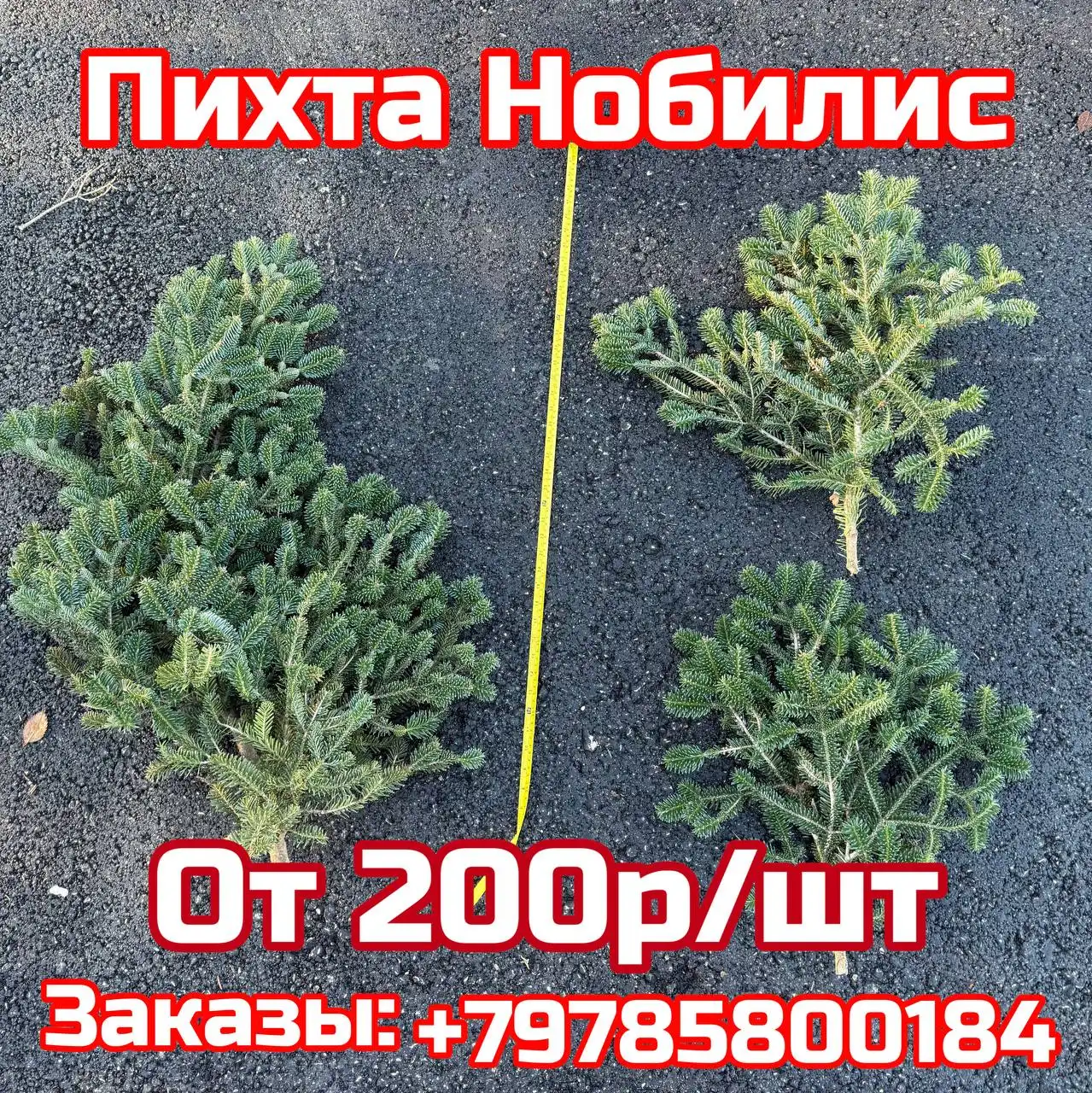 Продажа ароматных веток пихты Нобилиса