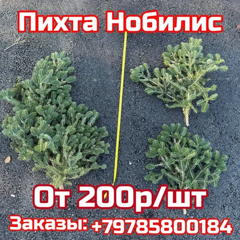 Продажа ароматных веток пихты Нобилиса - Хобби и отдых в Симферополь