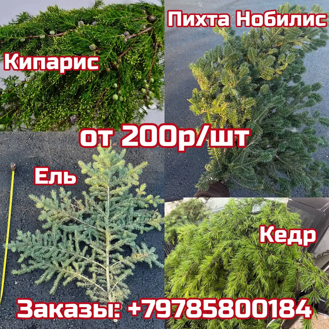 Продажа ароматных веток пихты Нобилиса и хвойных растений