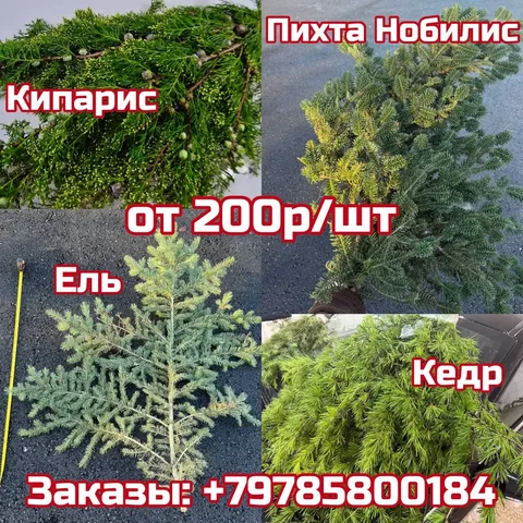Продажа ароматных веток пихты Нобилиса и хвойных растений - Хобби и отдых в Симферополь