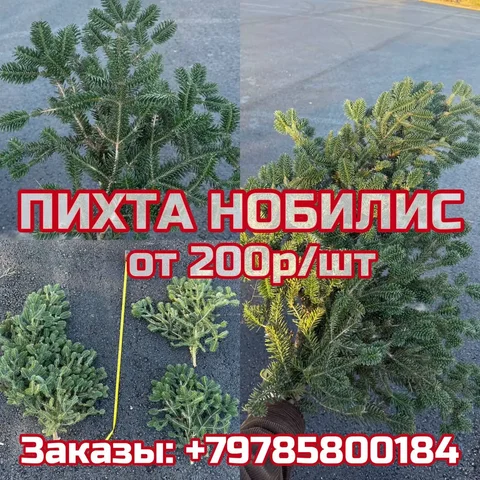 Продажа веток пихты Нобилис и хвойных растений - частное объявление в Симферополь