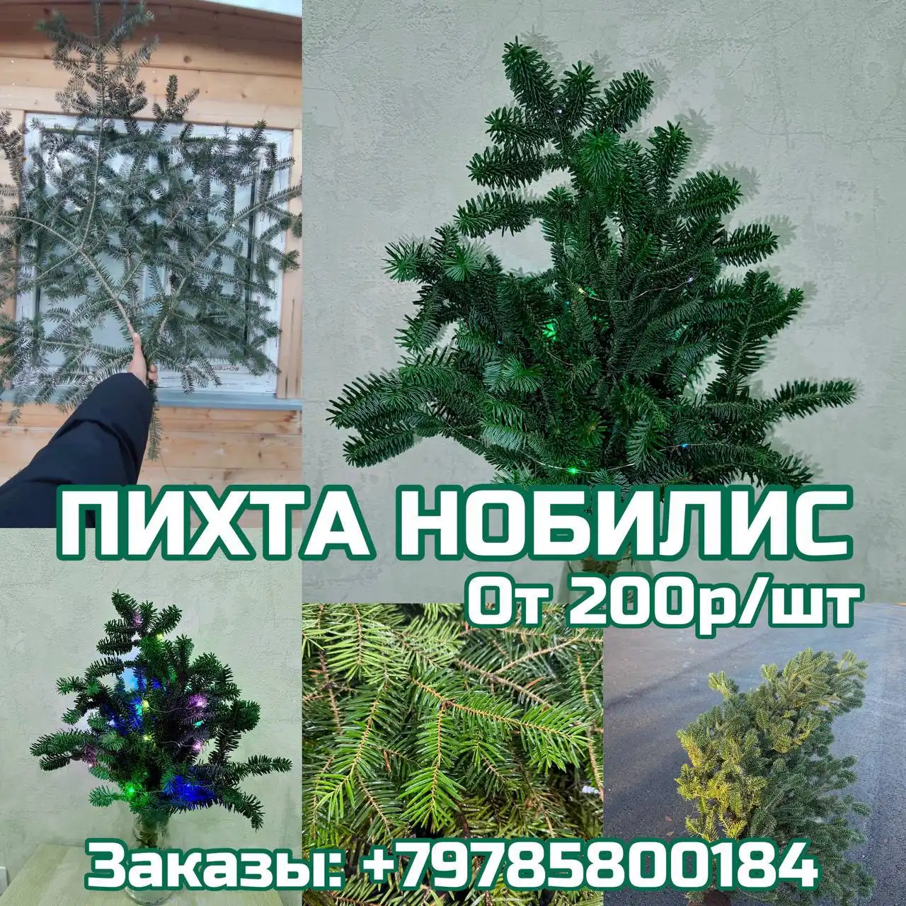 Продажа свежих веток пихты нобилис и других хвойных растений