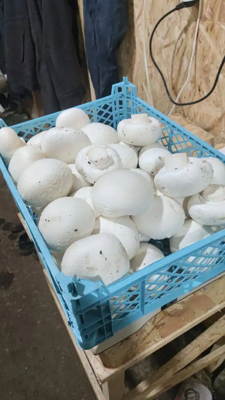 Фермерский шампиньон из Крыма - Продукты питания (Барахолка) в Севастополь