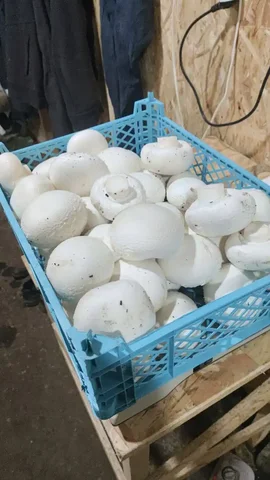 Фермерский шампиньон из Крыма - частное объявление в Севастополь