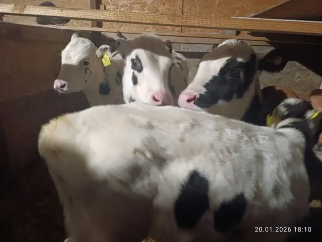 Продажа бычков и тёлок от 12 дней до 4 месяцев - Животные в Севастополь