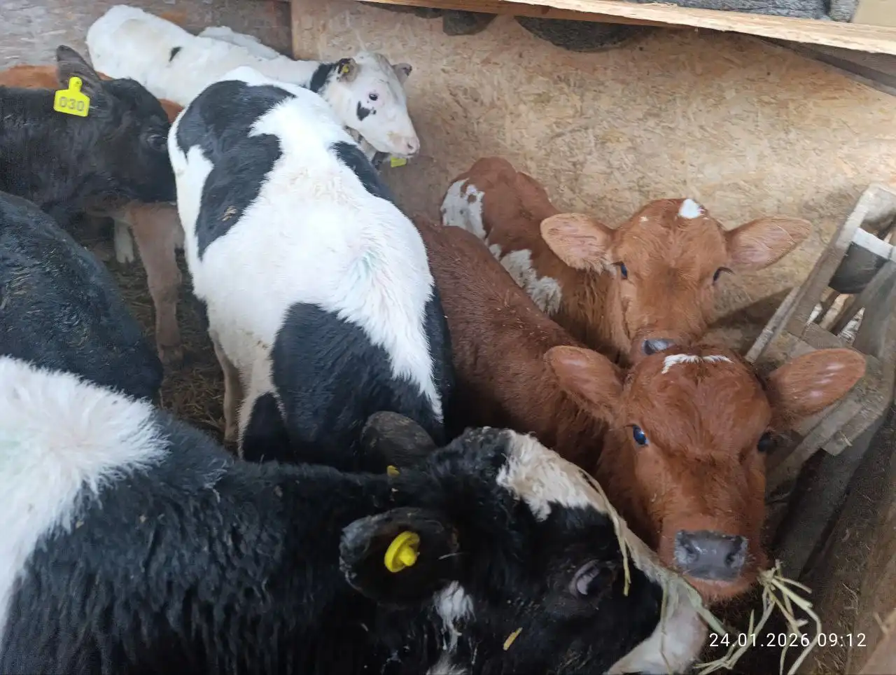 Продажа бычков и тёлок разных пород - Крупный рогатый скот (Животные) в Севастополь