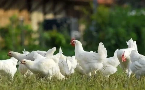 Продажа домашних курочек пород Белый леггорн и Белорус 9 - частное объявление в Севастополь