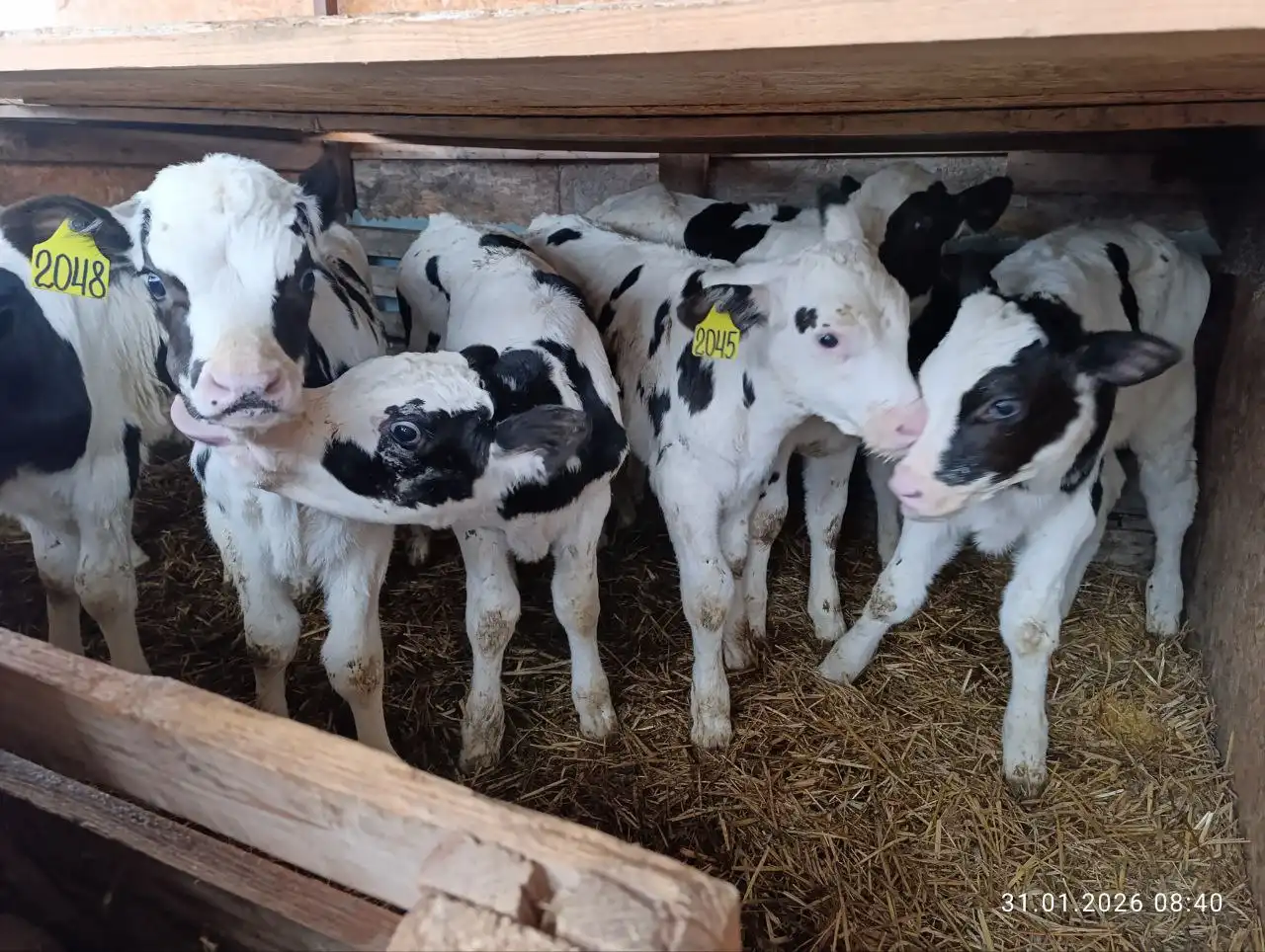 Продажа бычков возрастом от 1.5 до 4 месяцев - Скот (Животные) в Севастополь