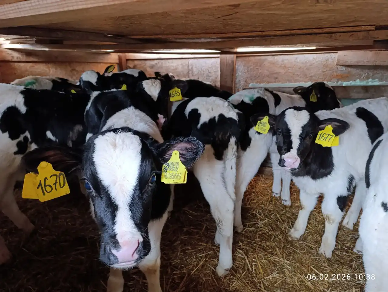 Продажа окрепших бычков - Скот (Животные) в Севастополь