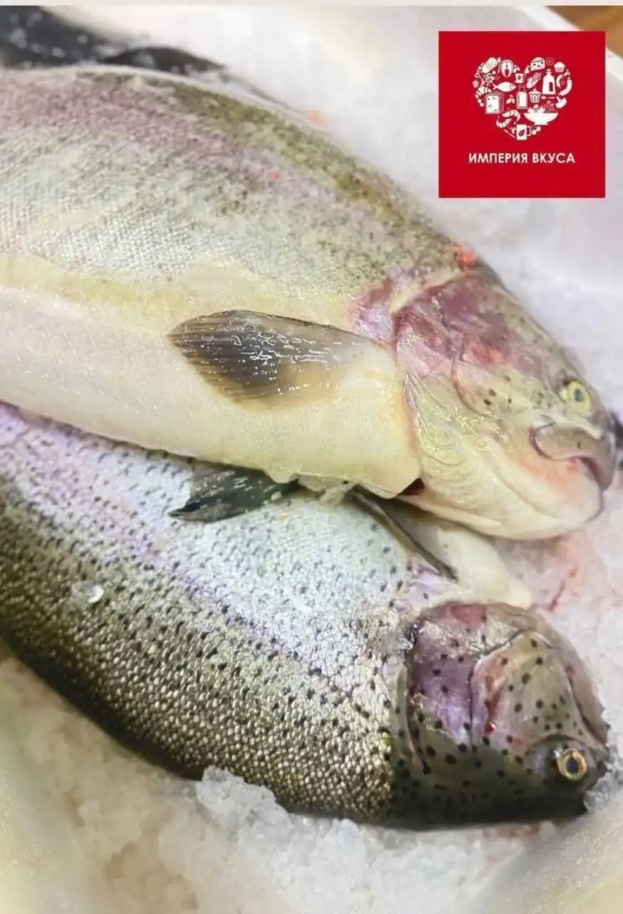 Продажа охлажденной форели из Карелии