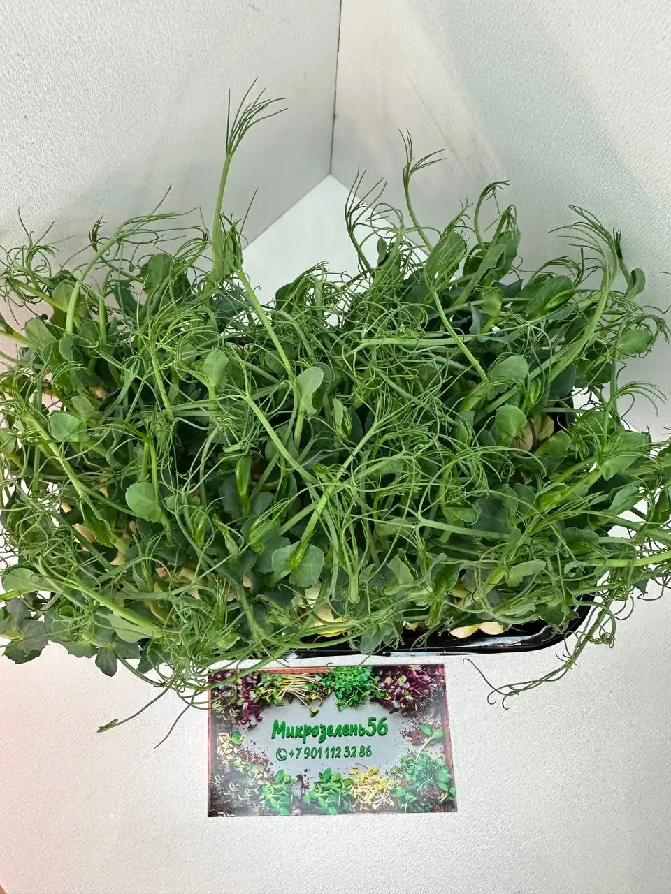 Продажа горошка в Оренбурге - Продукты питания (Барахолка) в Оренбург