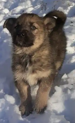 Щенки помесь лайки и безпородной