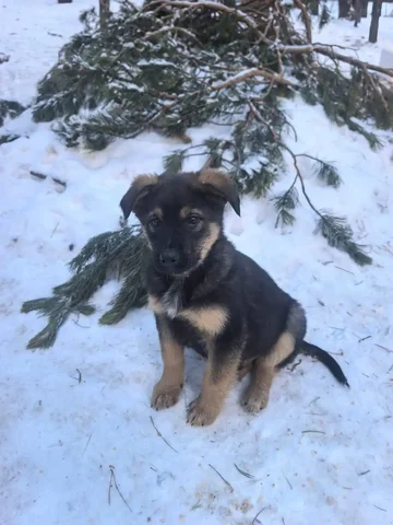 Щенок Трезор ищет дом - Животные в Чита