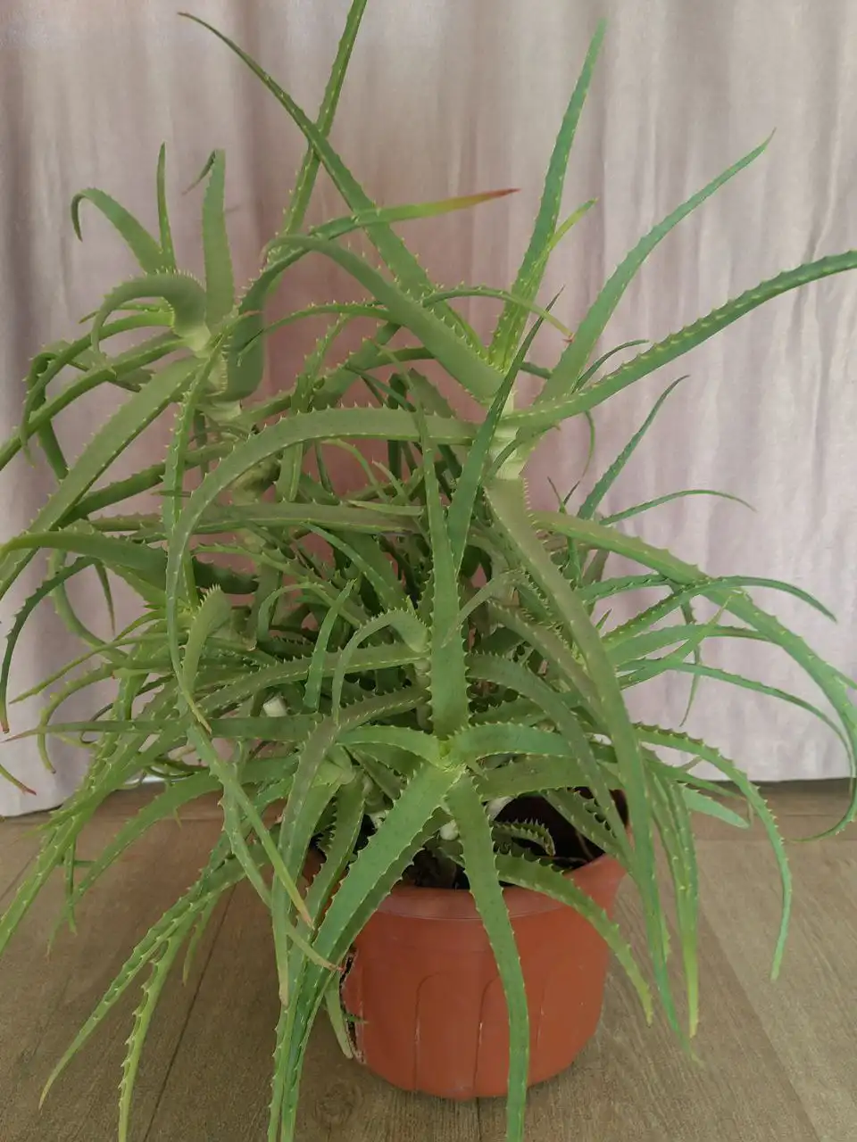 Продам цветок Алоэ 5-6 лет