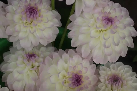 Обмен георгинов на крупноцветковые сорта - Подарочные сертификаты в Тюмень