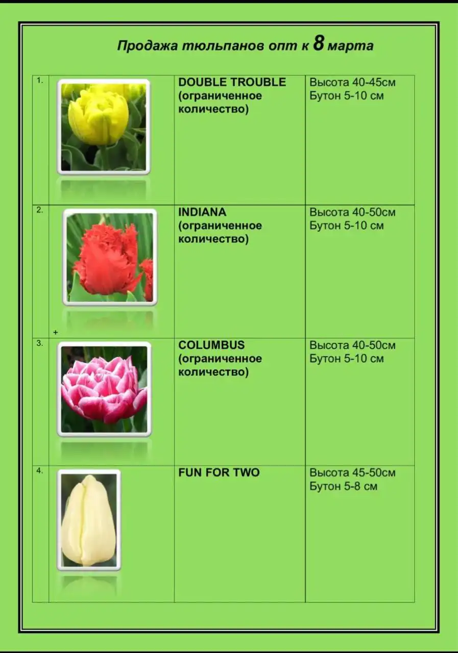 Предзаказ тюменских тюльпанов к 8 марта - Цветы (Хобби и отдых) в Тюмень