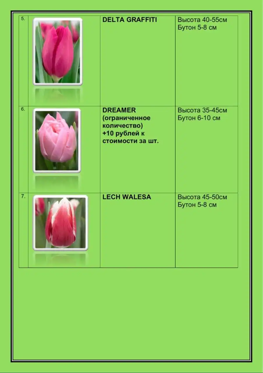 Предзаказ тюменских тюльпанов к 8 марта - Цветы (Хобби и отдых) в Тюмень