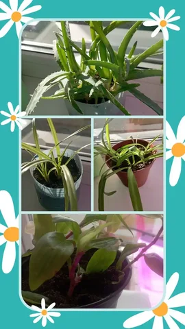 Комнатные растения: алоэ, панданус, хлорофитум, традесканция - Хобби и отдых в Тюмень