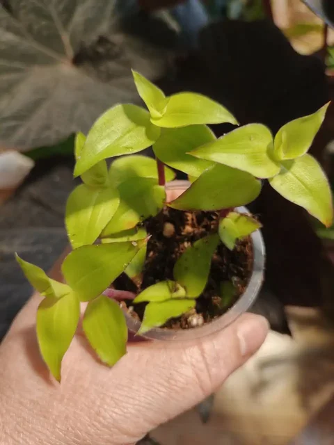 Растения с доставкой в Тюмень - частное объявление в Заводоуковск