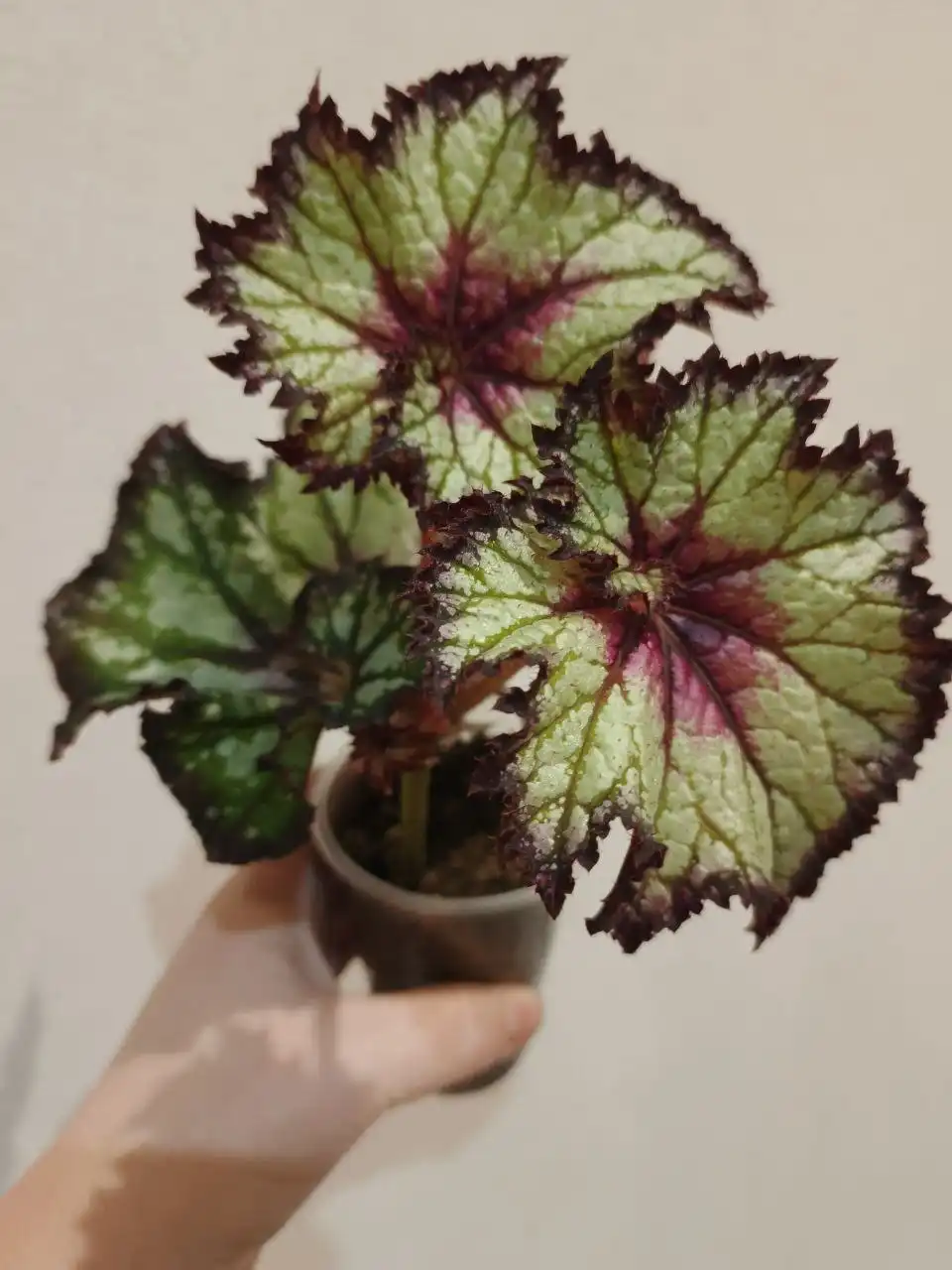 Растения с доставкой в Тюмень - Растения (Хобби и отдых) в Заводоуковск