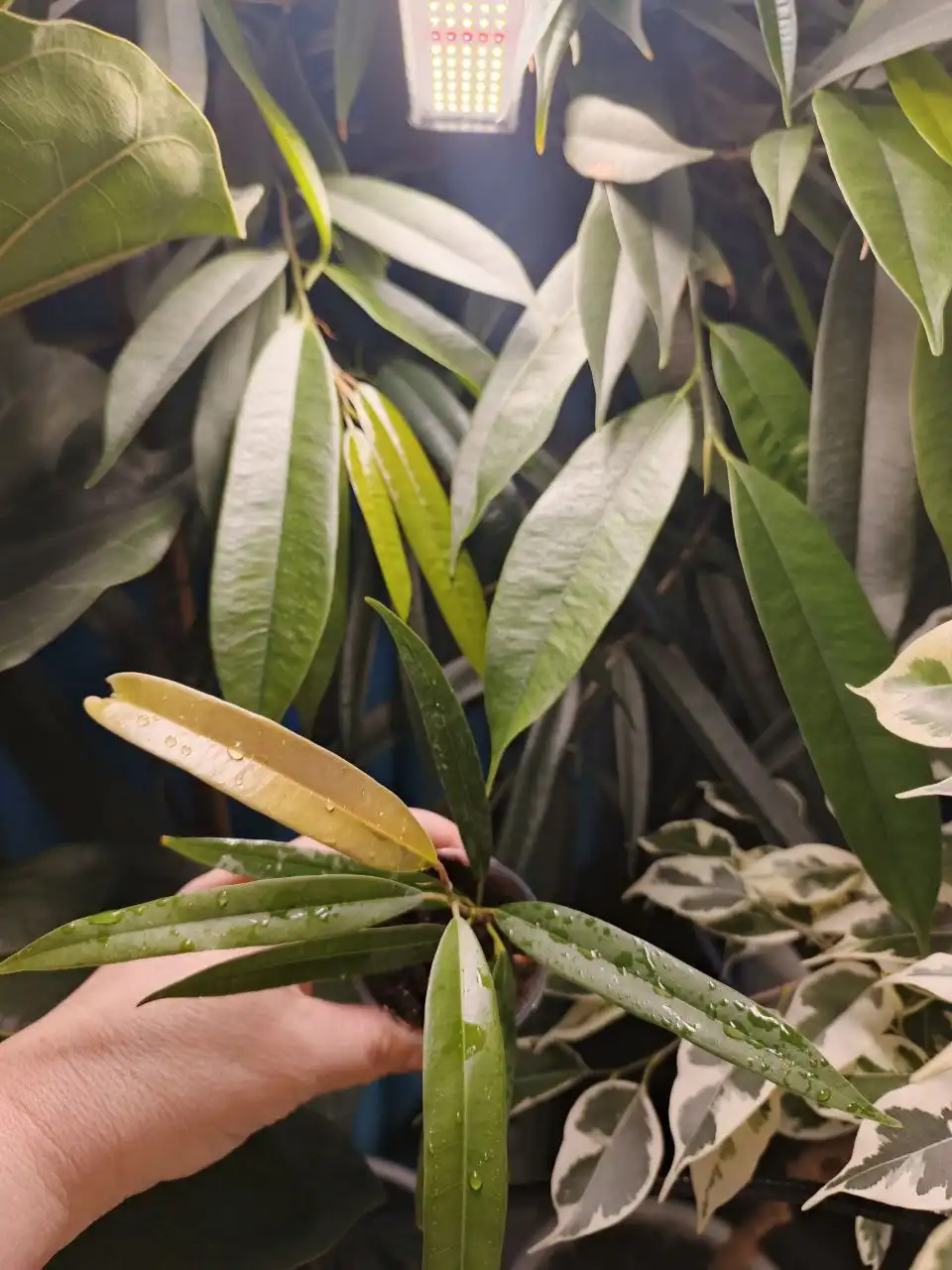 Растения с доставкой в Тюмень - Растения (Хобби и отдых) в Заводоуковск