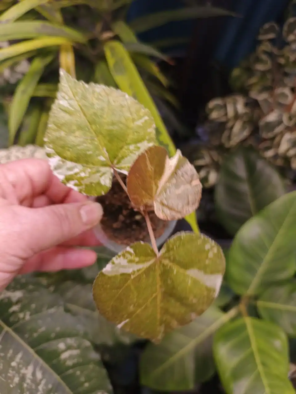 Растения с доставкой в Тюмень - Растения (Хобби и отдых) в Заводоуковск