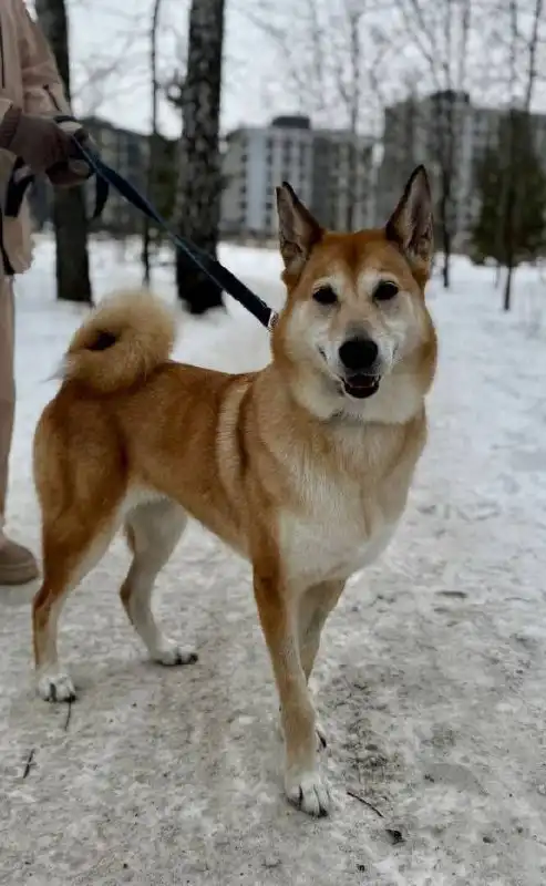 Ищем ответственных хозяев для собаки лайки - Собаки (Животные) в Тюмень