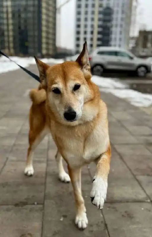 Ищем ответственных хозяев для собаки лайки - Собаки (Животные) в Тюмень