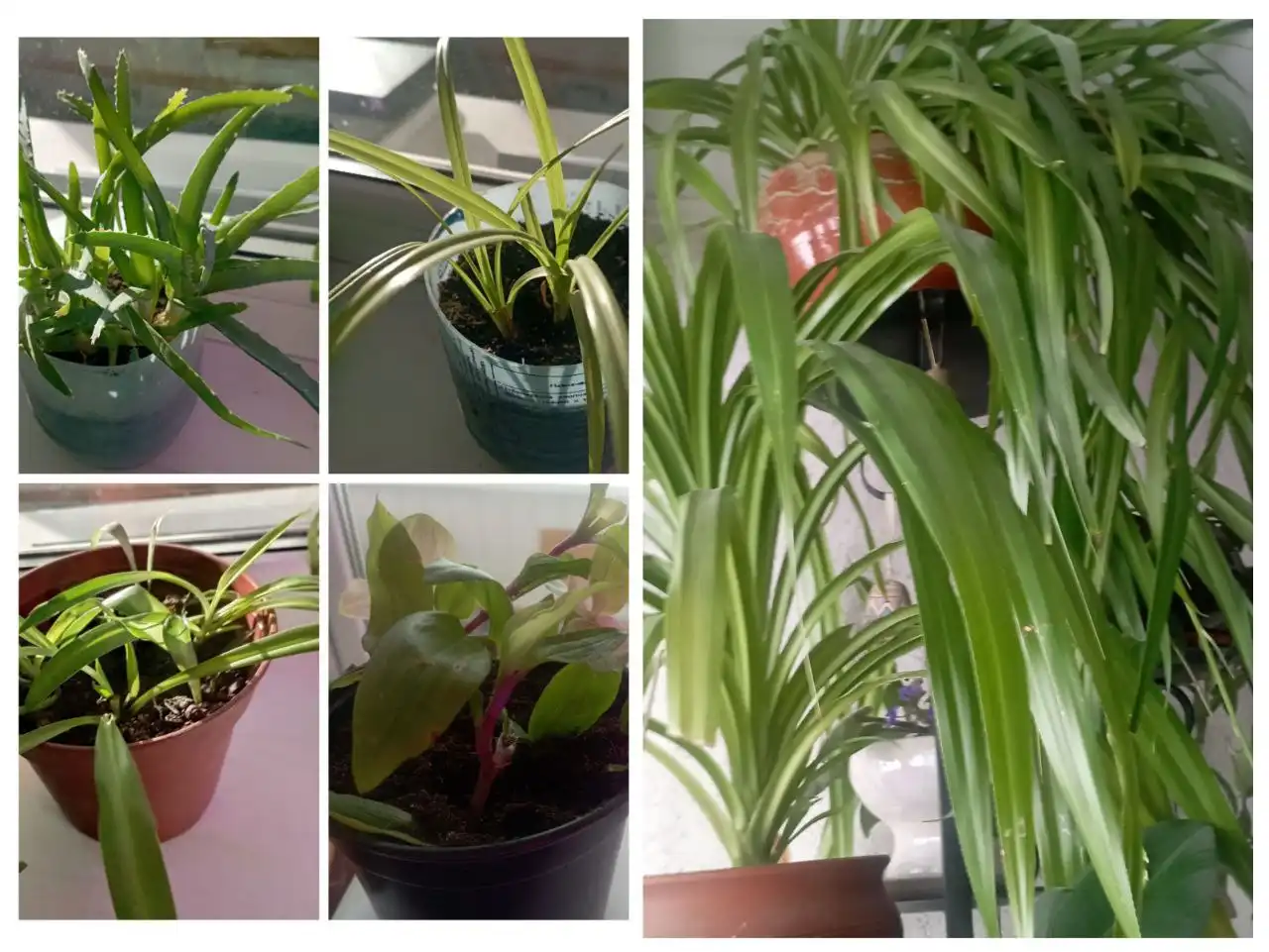 Продажа комнатных растений в Тюмени - Растения (Хобби и отдых) в Тюмень