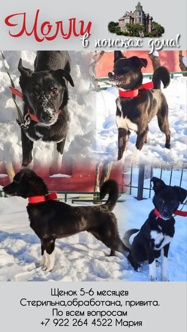 Продажа молли - Аквариумные рыбки (Животные) в Тюмень