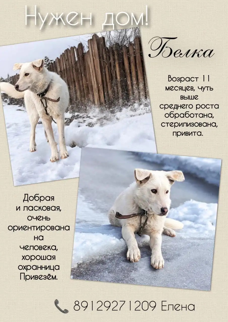 Продажа белки в Тюмени - Грызуны (Животные) в Тюмень