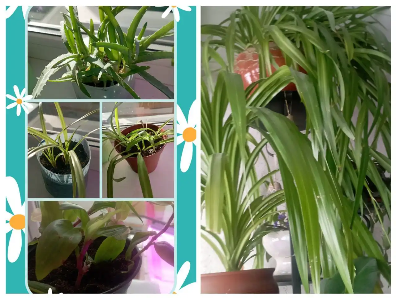 Продажа комнатных растений в Тюмени - Комнатные растения (Хобби и отдых) в Тюмень