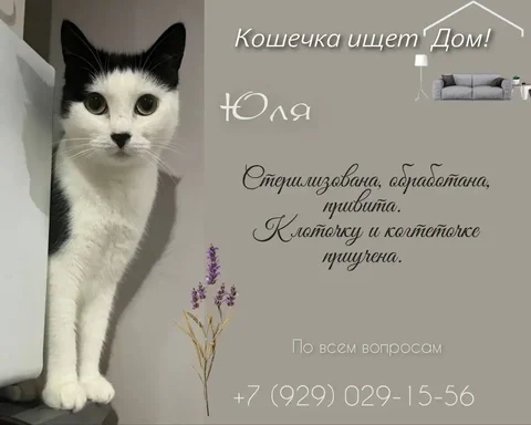 Объявление от Юли - Мягкие игрушки в Тюмень